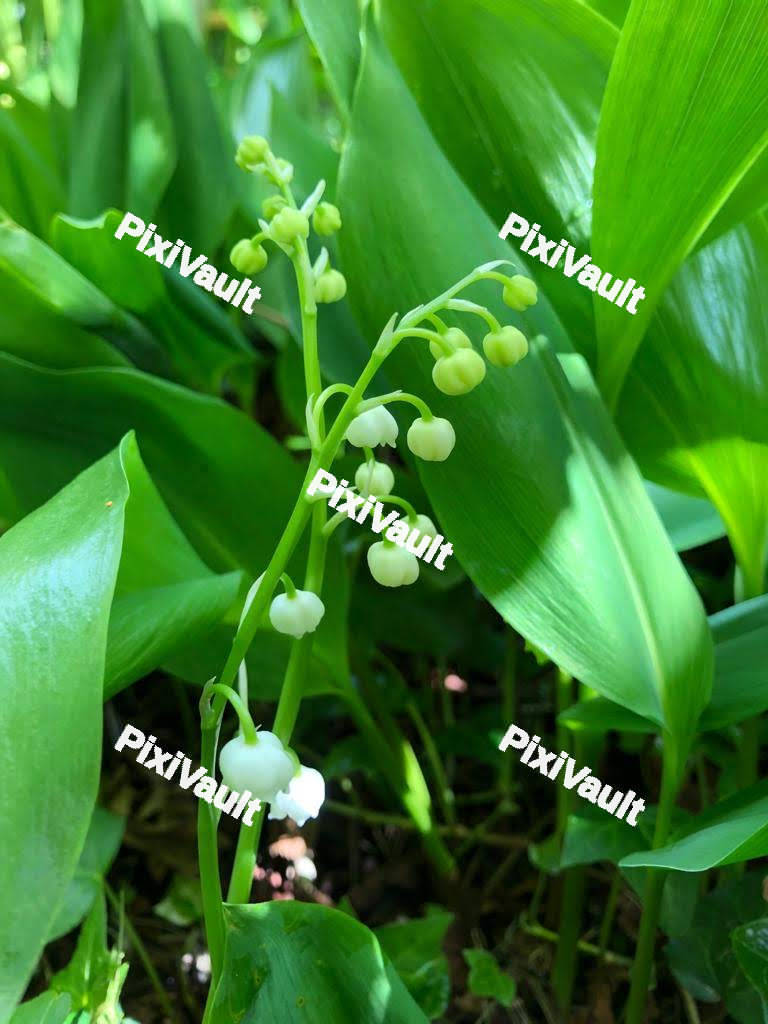 Blooming Flowers